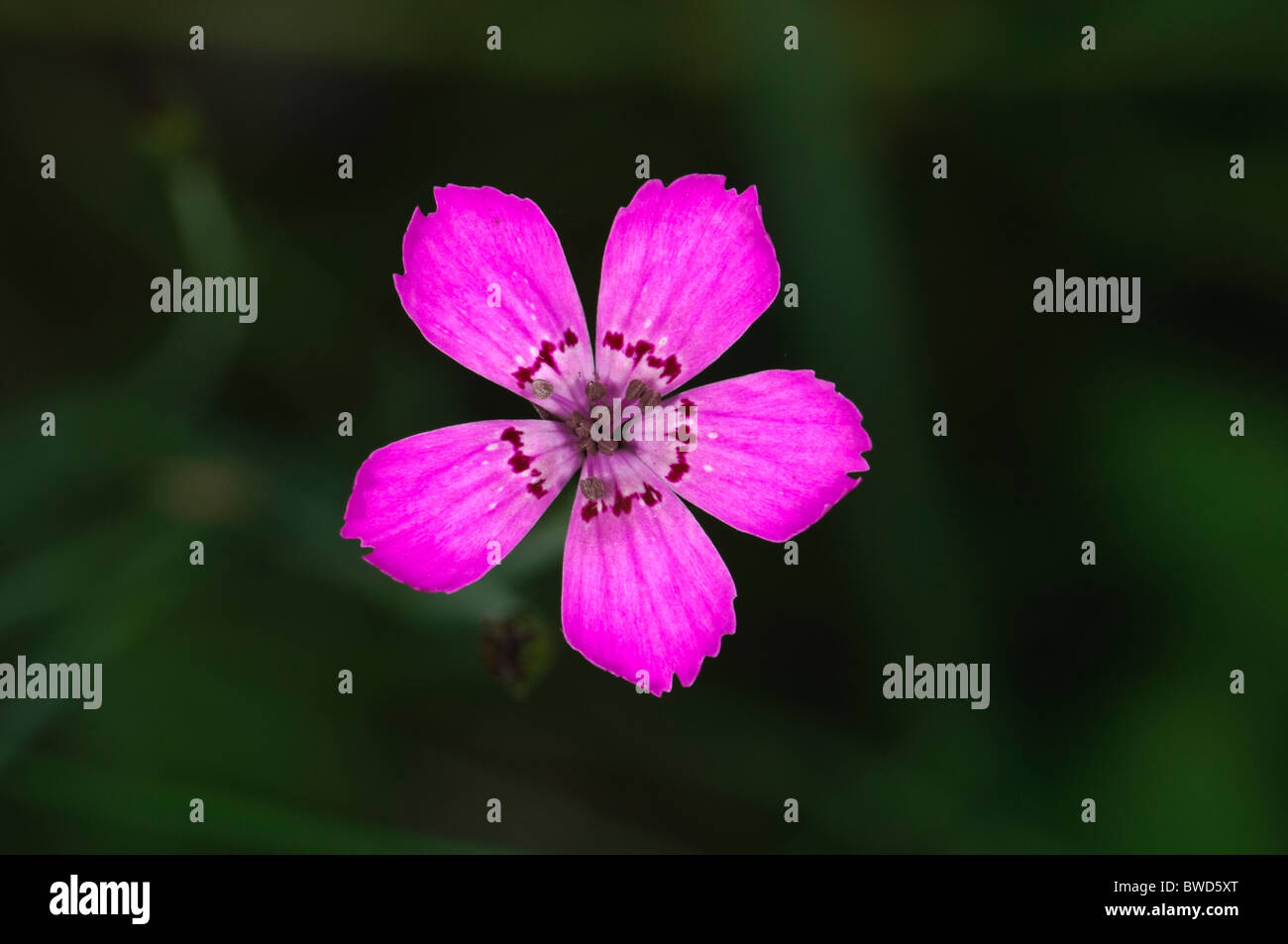 Rose de jeune fille fleurs Dianthus deltoides Banque D'Images