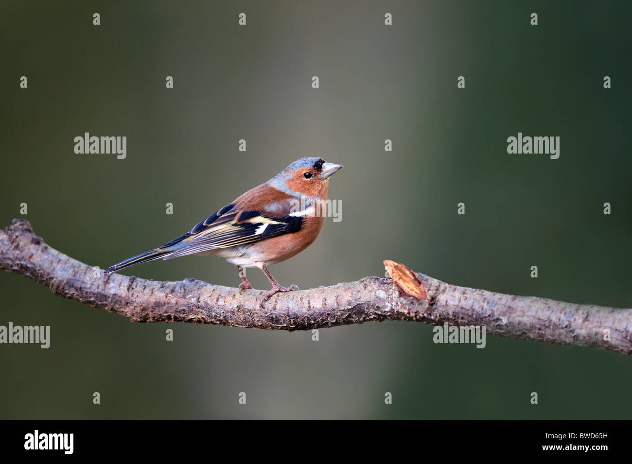 Un mâle Pinson perché sur une branche d'arbre Banque D'Images