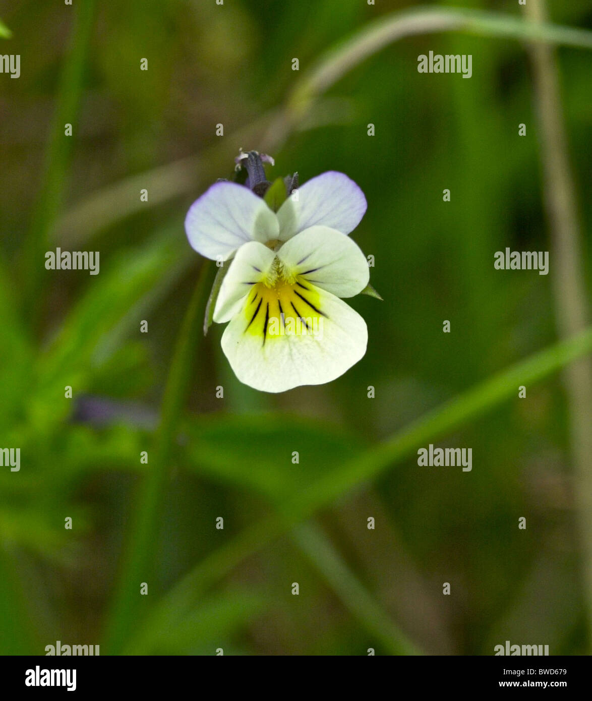 Heartsease (Viola tricolor) est une politique européenne de plus en plus,  de fleurs sauvages comme une annuelle ou vivace de courte durée. AKA Wild  Pansy Photo Stock - Alamy