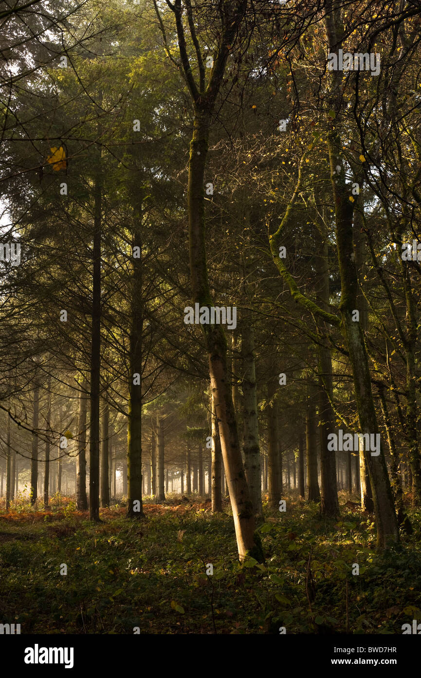 À Westonbirt Arboretum forestiers sur un jour d'automne, le brouillard Banque D'Images