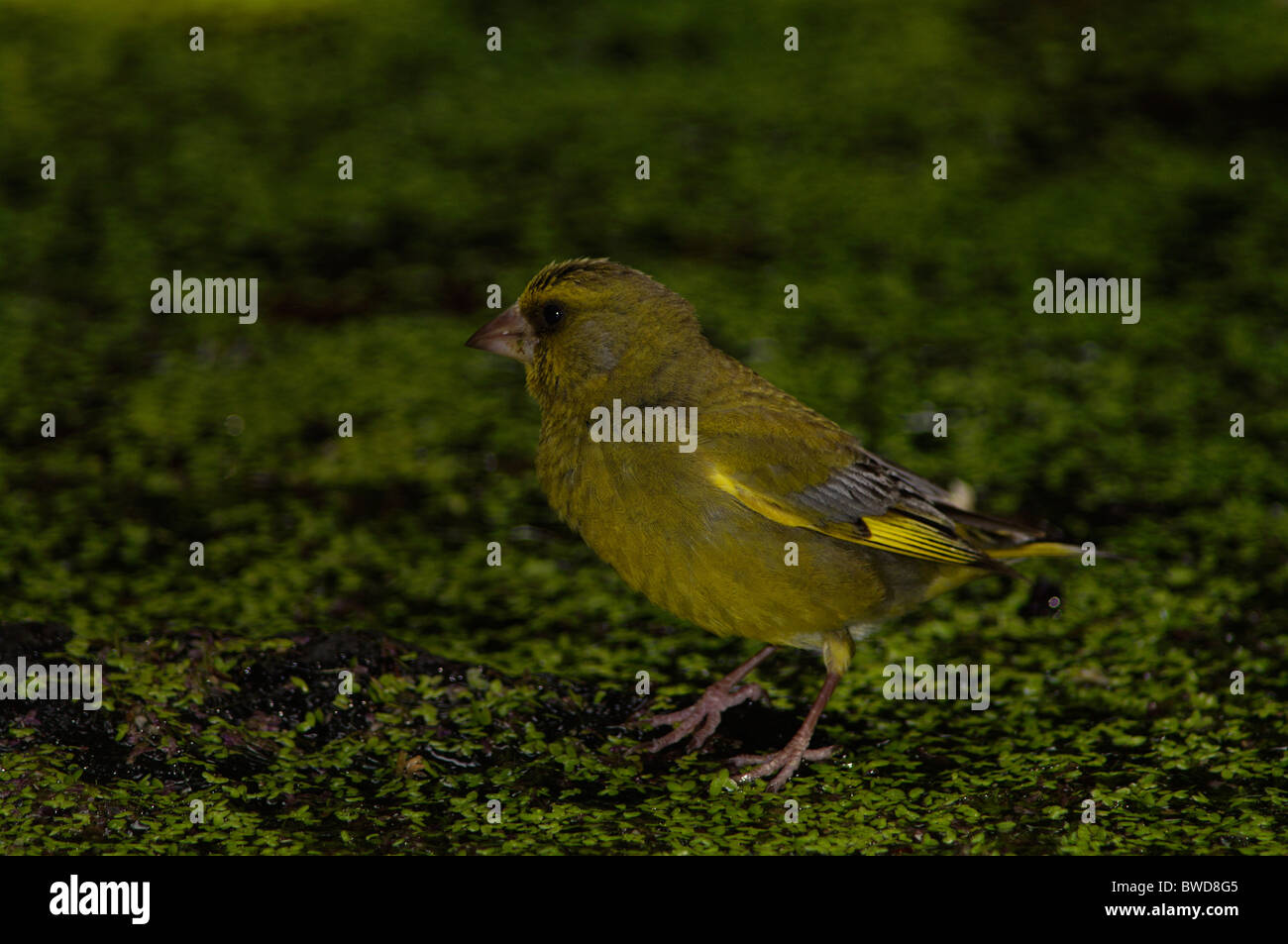 Un Greenfinch européen (Chloris chloris) perché délicatement sur une végétation aquatique flottante dans un cadre sombre et naturel Banque D'Images