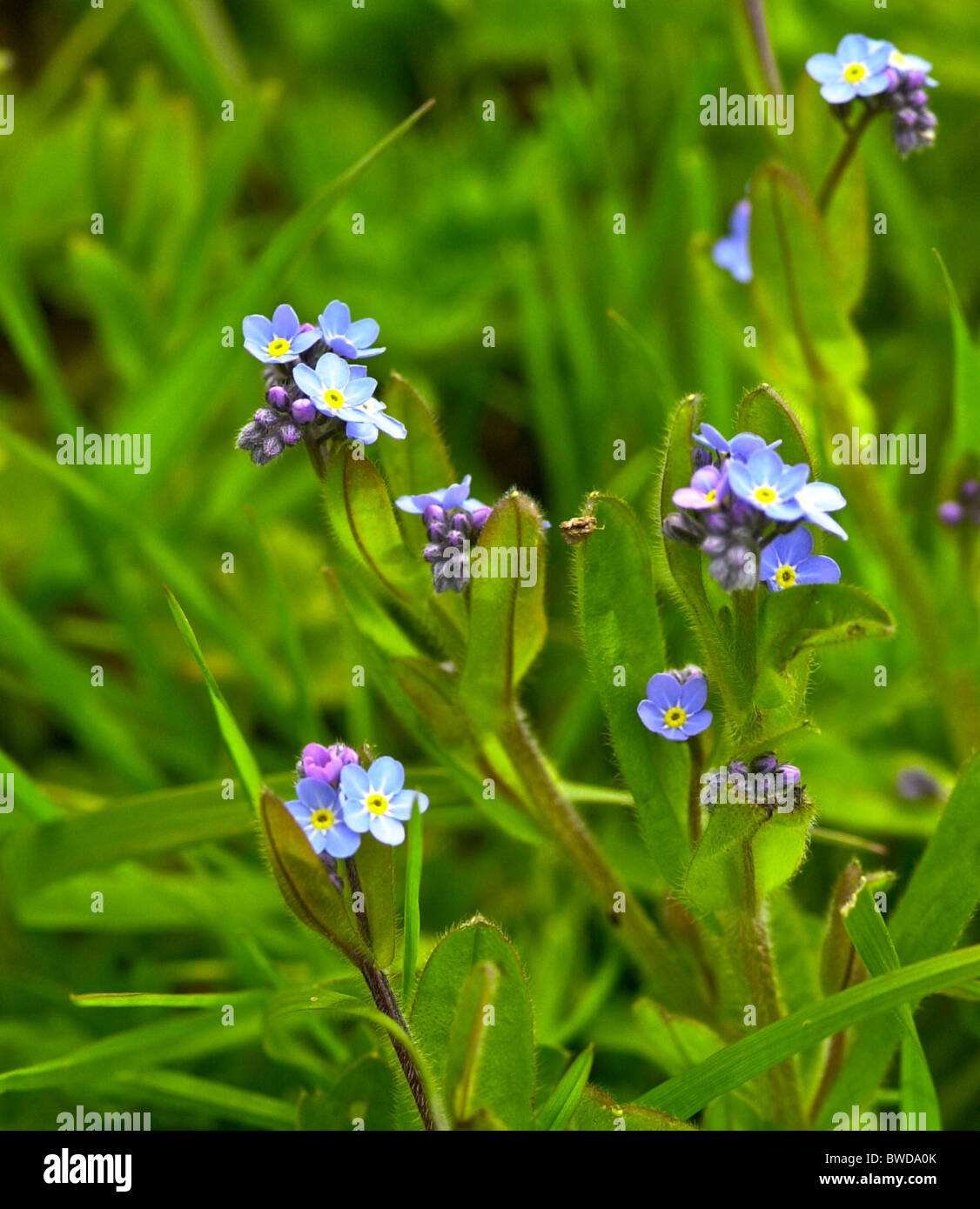 Le domaine forget-me-not est une de nos plus belles plantes sauvages Banque D'Images