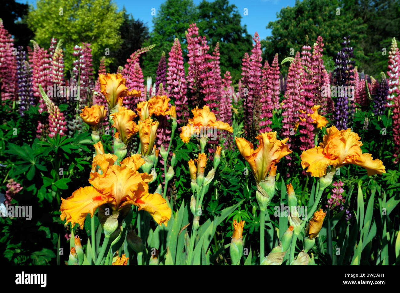 Vivace herbacée mixte lit fleur jardin des frontières multiples couleurs multi couleur d'été coloré iris lupin Banque D'Images