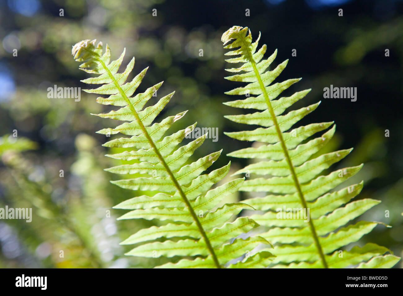 Bebe Fougere Banque D Image Et Photos Alamy Bebe Fougere Banque D Image Et Photos Alamy