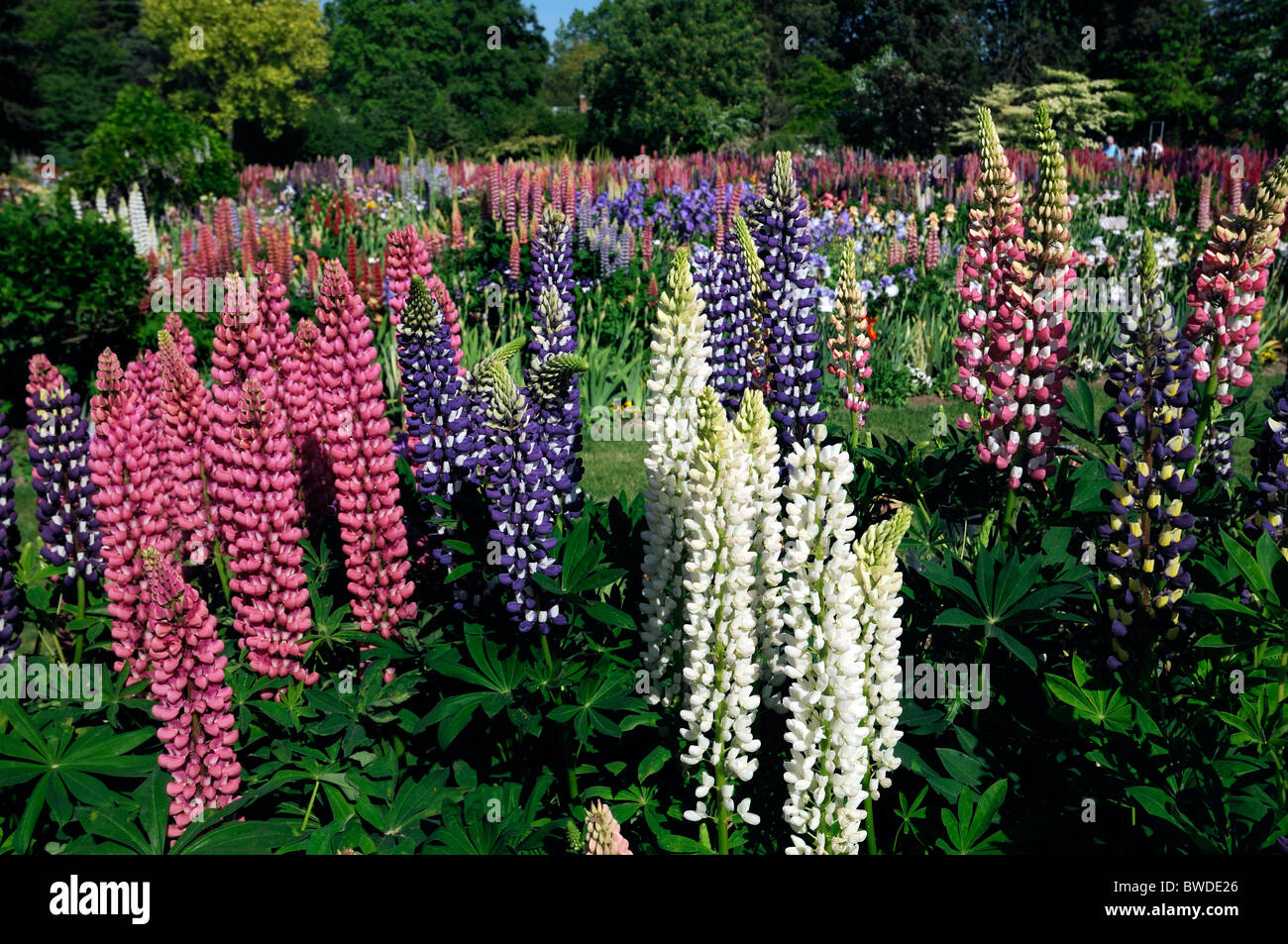 Vivace herbacée mixte lit fleur jardin des frontières multiples couleurs multi couleur d'été coloré iris lupin Banque D'Images