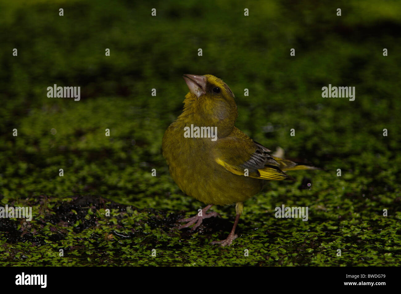 Un Greenfinch européen (Chloris chloris) perché délicatement sur une végétation aquatique flottante dans un cadre sombre et naturel Banque D'Images