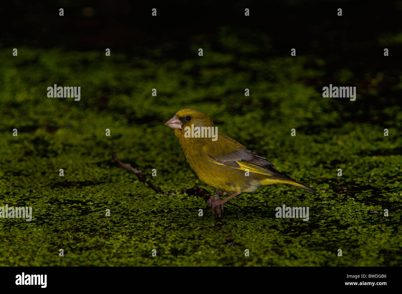 Un Greenfinch européen (Chloris chloris) perché délicatement sur une végétation aquatique flottante dans un cadre sombre et naturel Banque D'Images