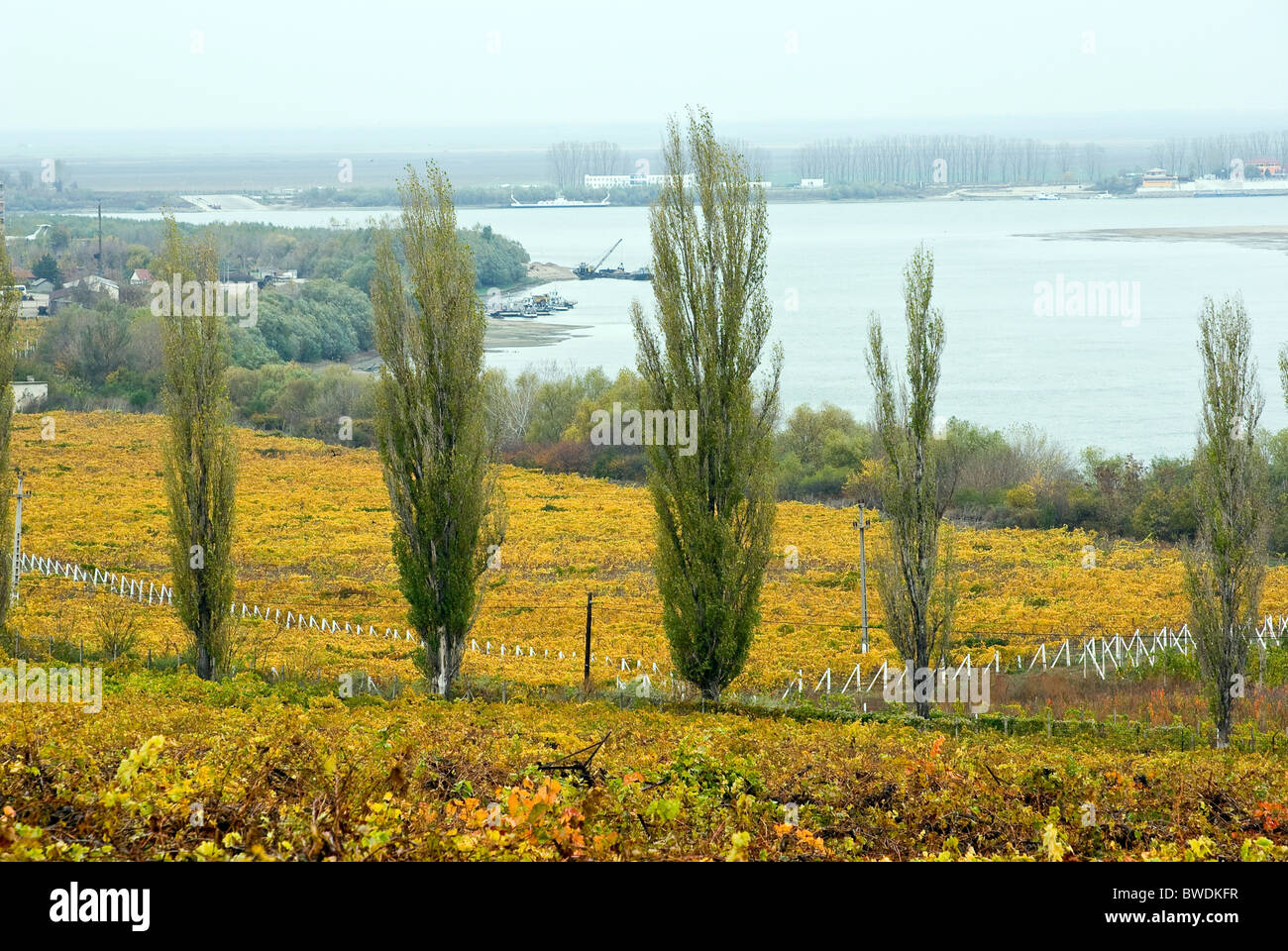 Vignobles sur les rives du Danube en Roumanie Banque D'Images