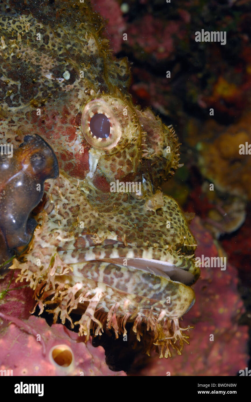 Poisson Scorpion à tête plate, Scorpaenopsis oxycephalus Scorpenidae Tulamben, Bali, Indonésie, Asie Banque D'Images