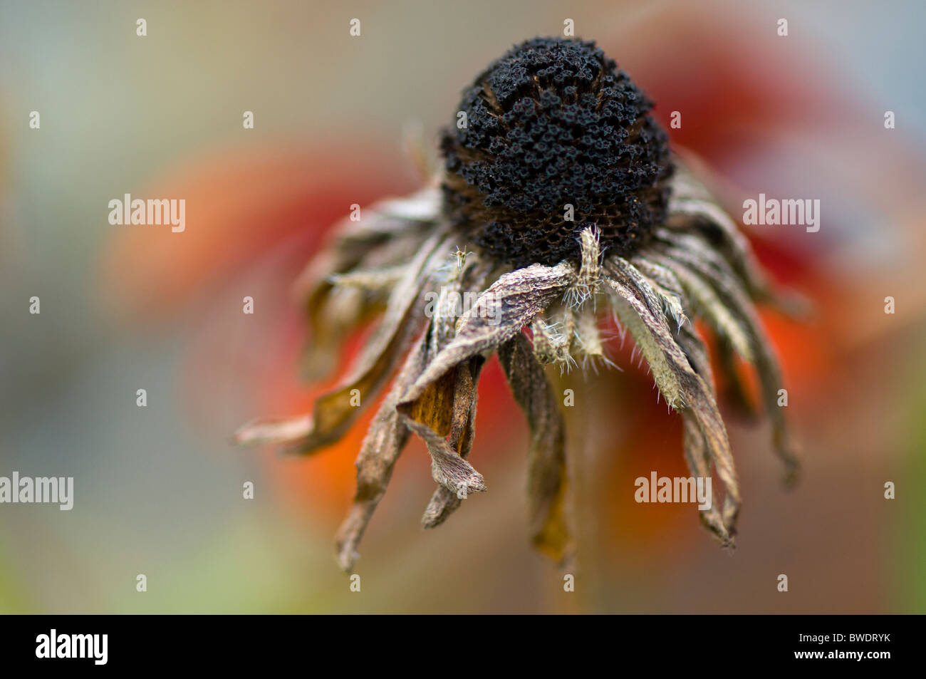 Rudbeckia hirta morts capitule. Banque D'Images