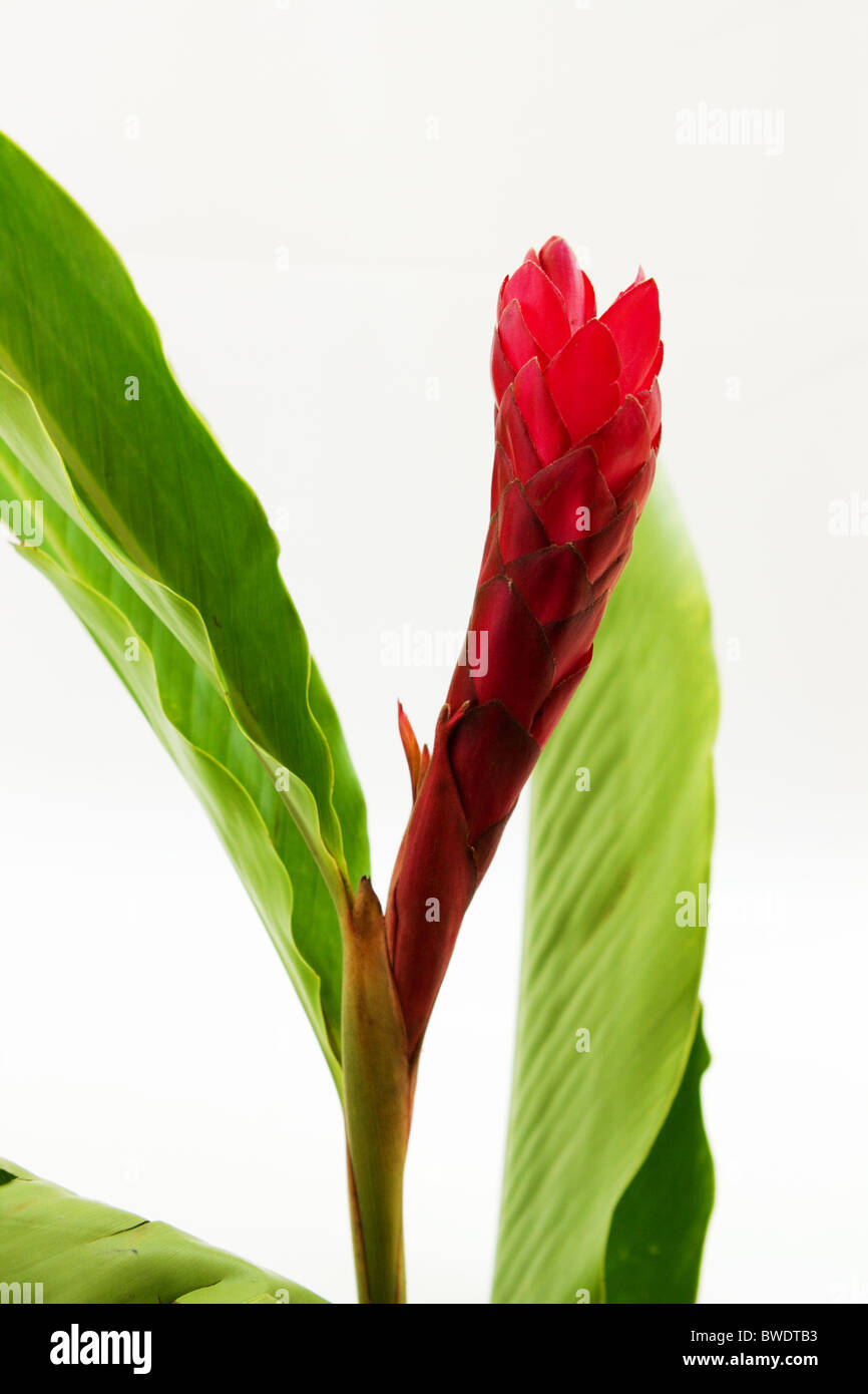 Gingembre rouge tige et fleur (alpinia purpurata) Banque D'Images