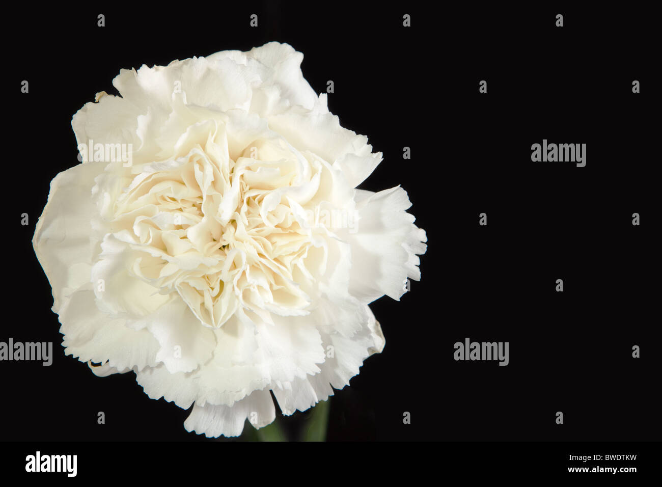 Gros plan de fleur oeillet blanc sur fond noir Banque D'Images
