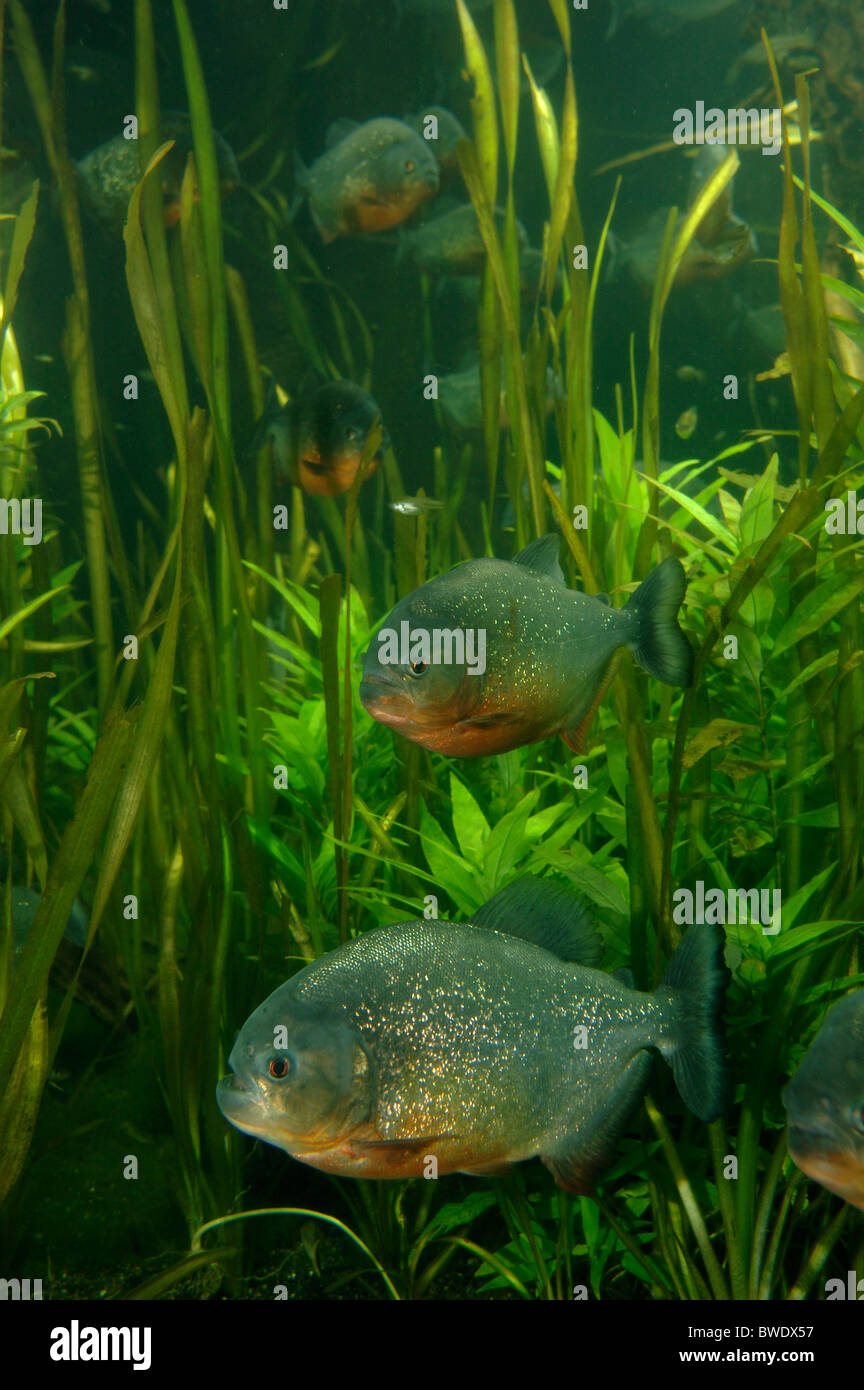 Pygocentrus nattereri Piranha à ventre rouge en Amazonie Banque D'Images