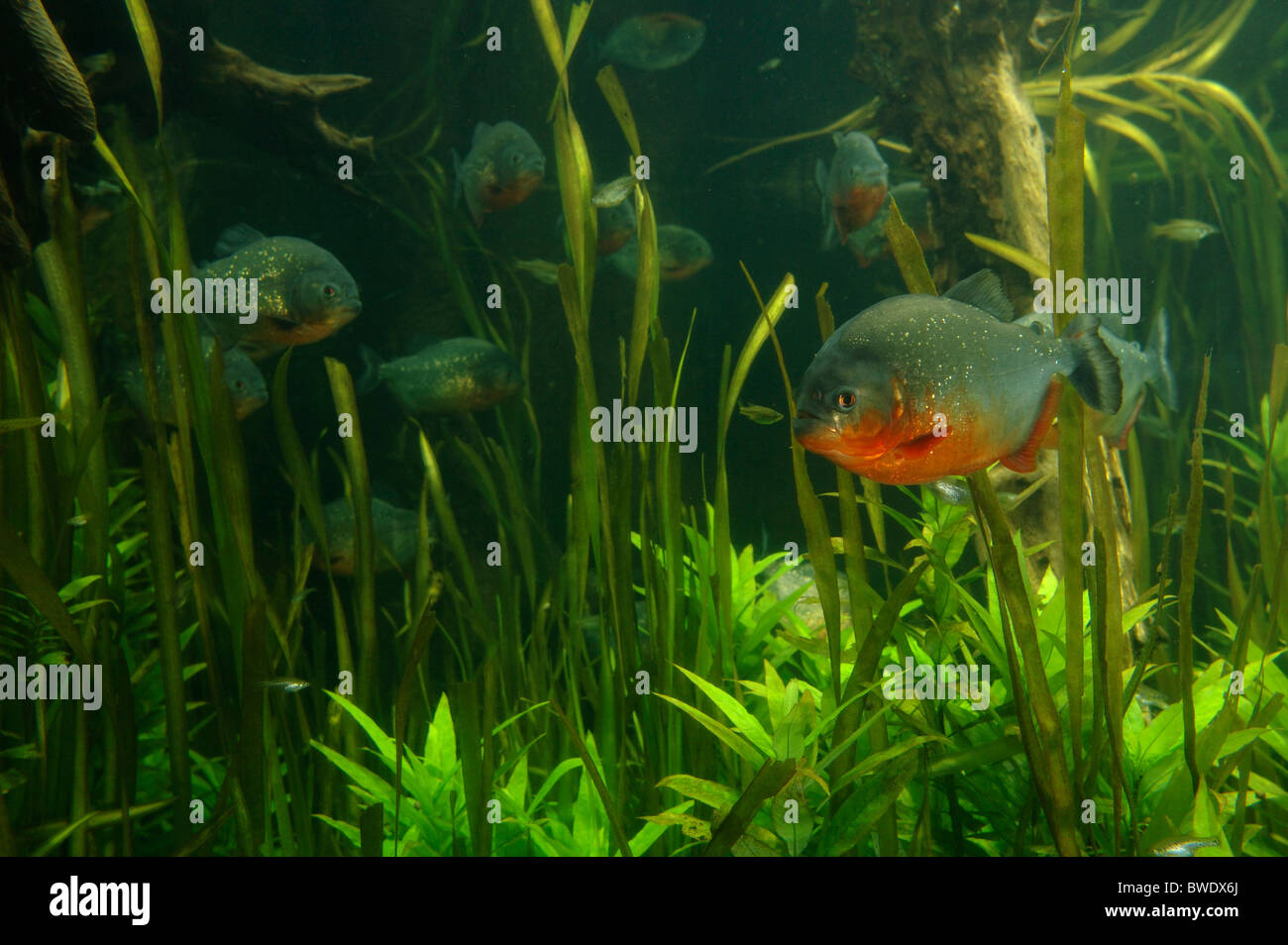 Pygocentrus nattereri Piranha à ventre rouge en Amazonie Banque D'Images