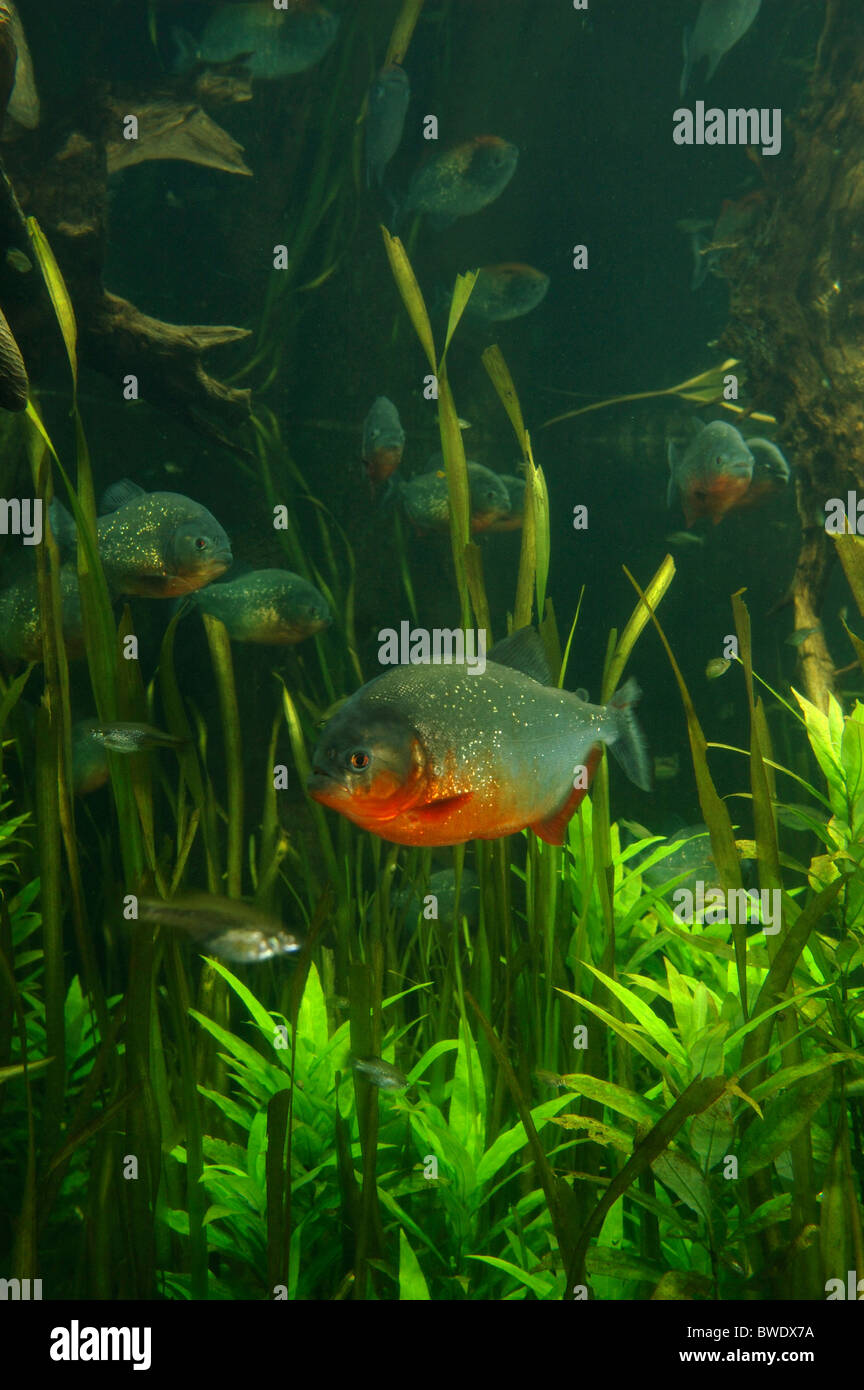 Pygocentrus nattereri Piranha à ventre rouge en Amazonie Banque D'Images
