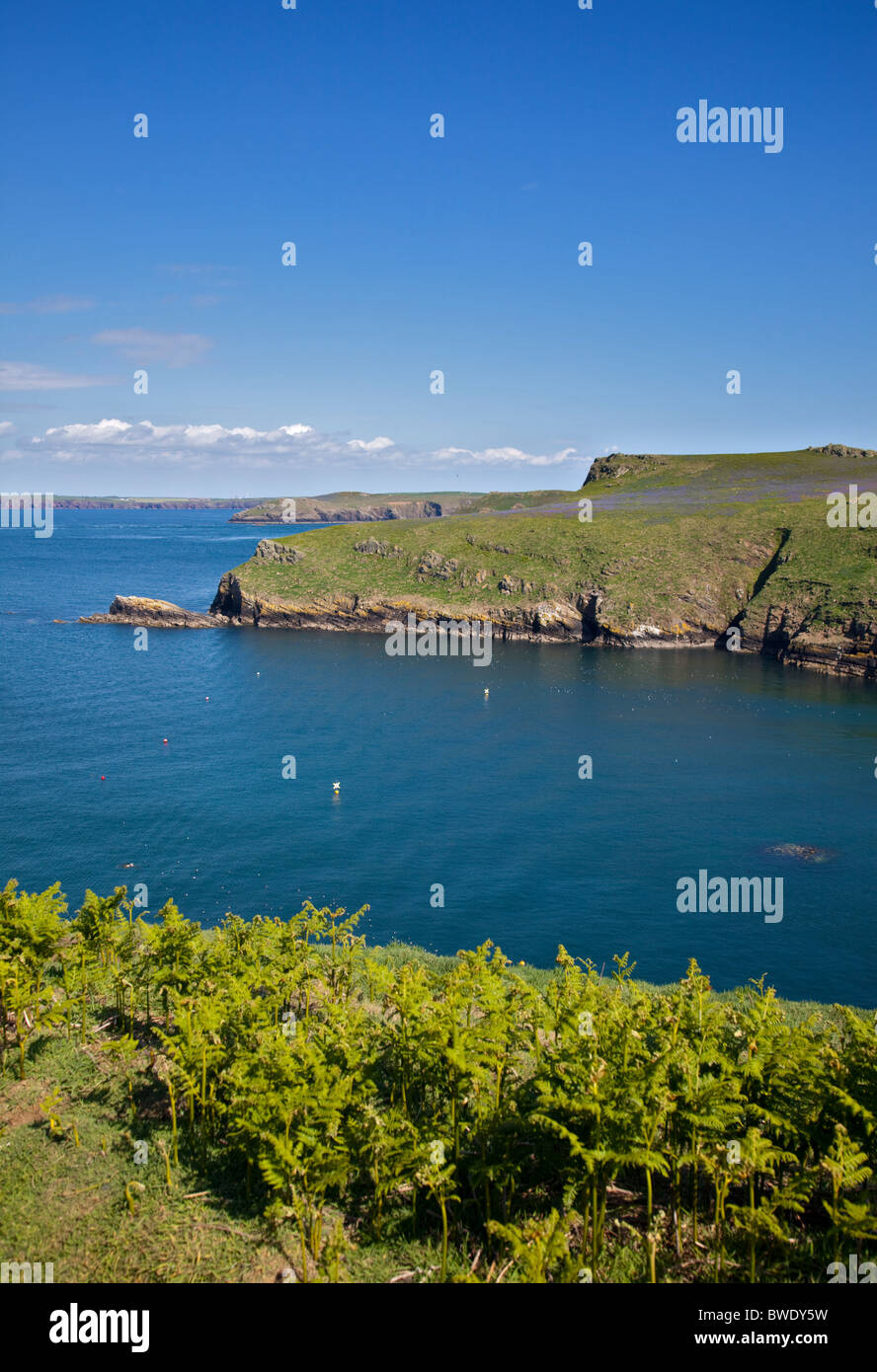 L'entrée (sur l'île de Skomer, Pembrokeshire, Pays de Galles Banque D'Images
