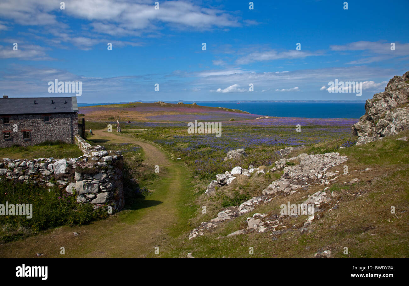 Ferme située sur l'île de Skomer, Pembrokeshire, Pays de Galles Banque D'Images