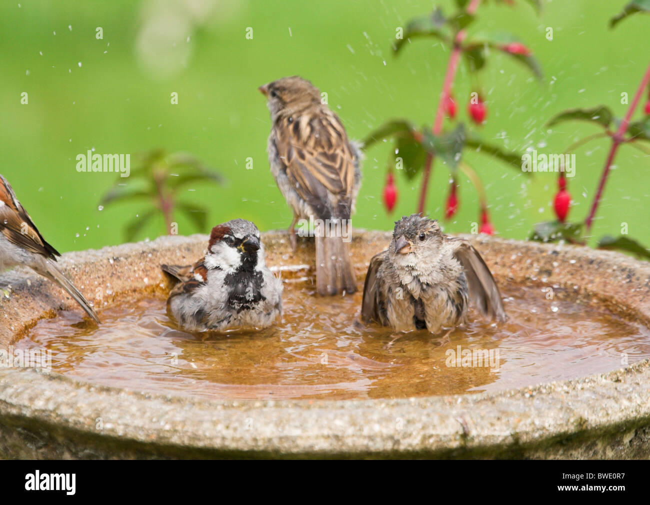Moineau domestique Passer domesticus group le bain dans le jardin en birdbath Inverness-shire Highland Banque D'Images