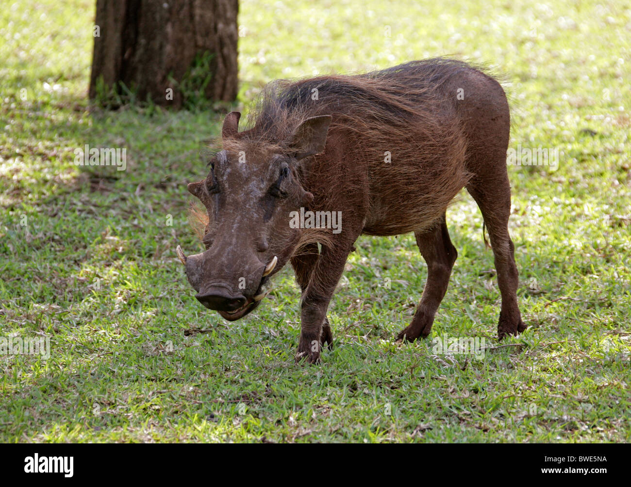 Phacochère, Phacochoerus aethiopicus africanus, suidés, Swaziland, Afrique du Sud Banque D'Images