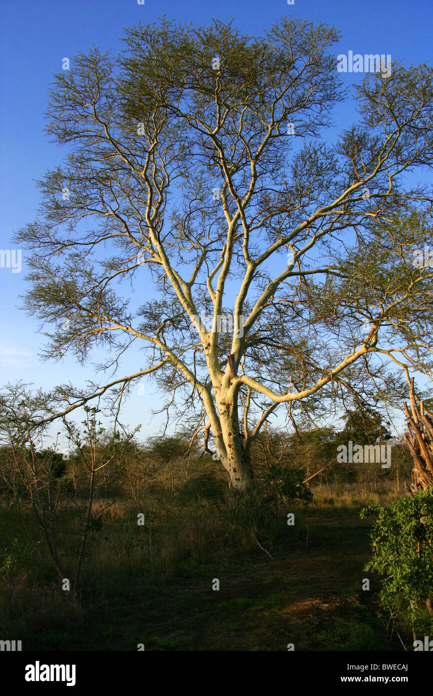 Fever Tree, Acacia xanthophloea, Fabaceae, Afrique du Sud Banque D'Images