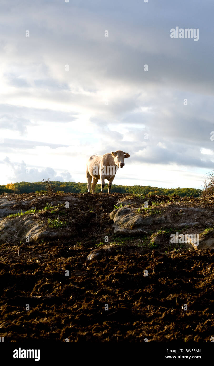 Vache sur hill contre ciel orageux Banque D'Images