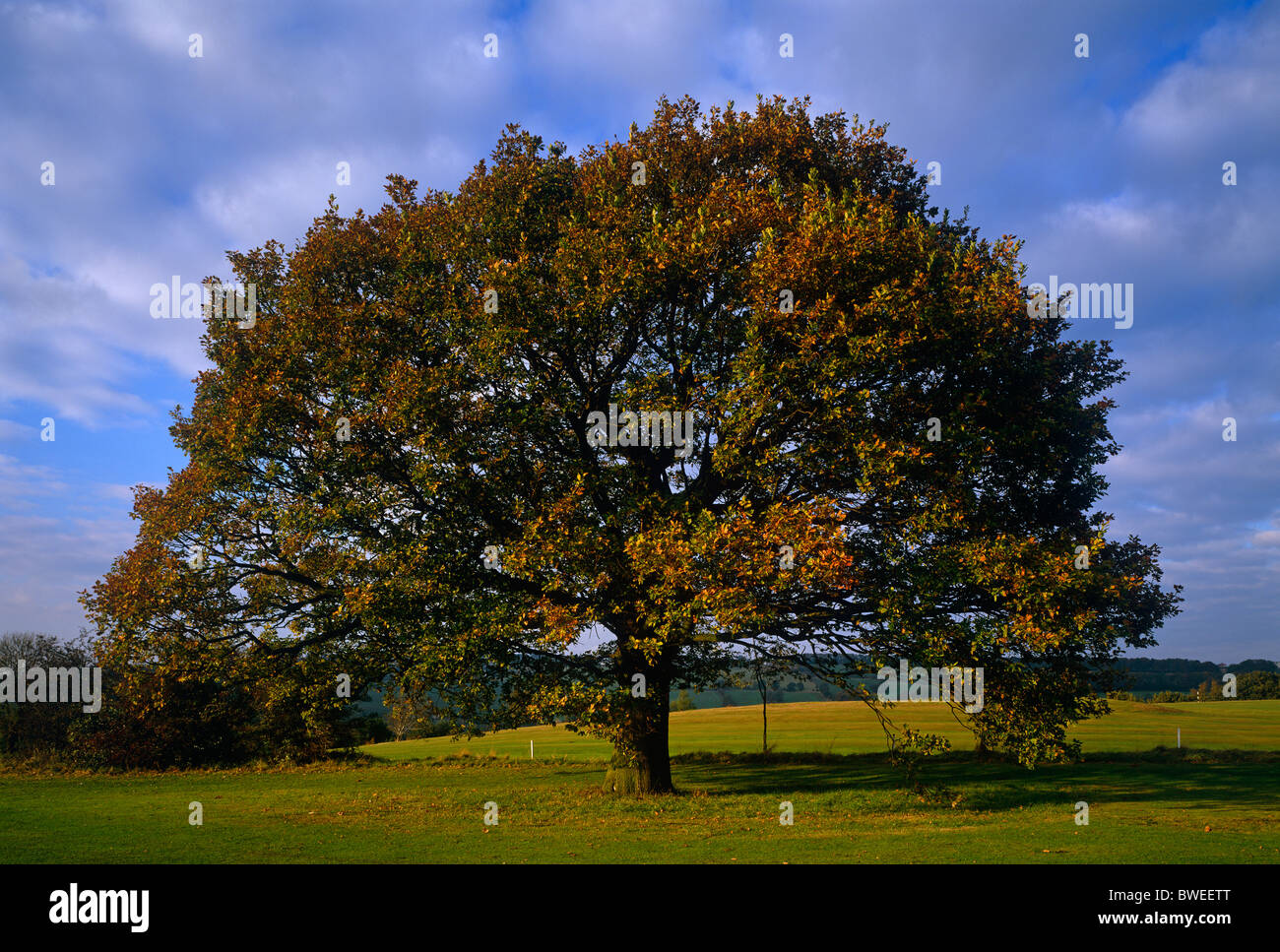 Un chêne au début de l'automne près de Ryton, Gateshead, Tyne et Wear Banque D'Images