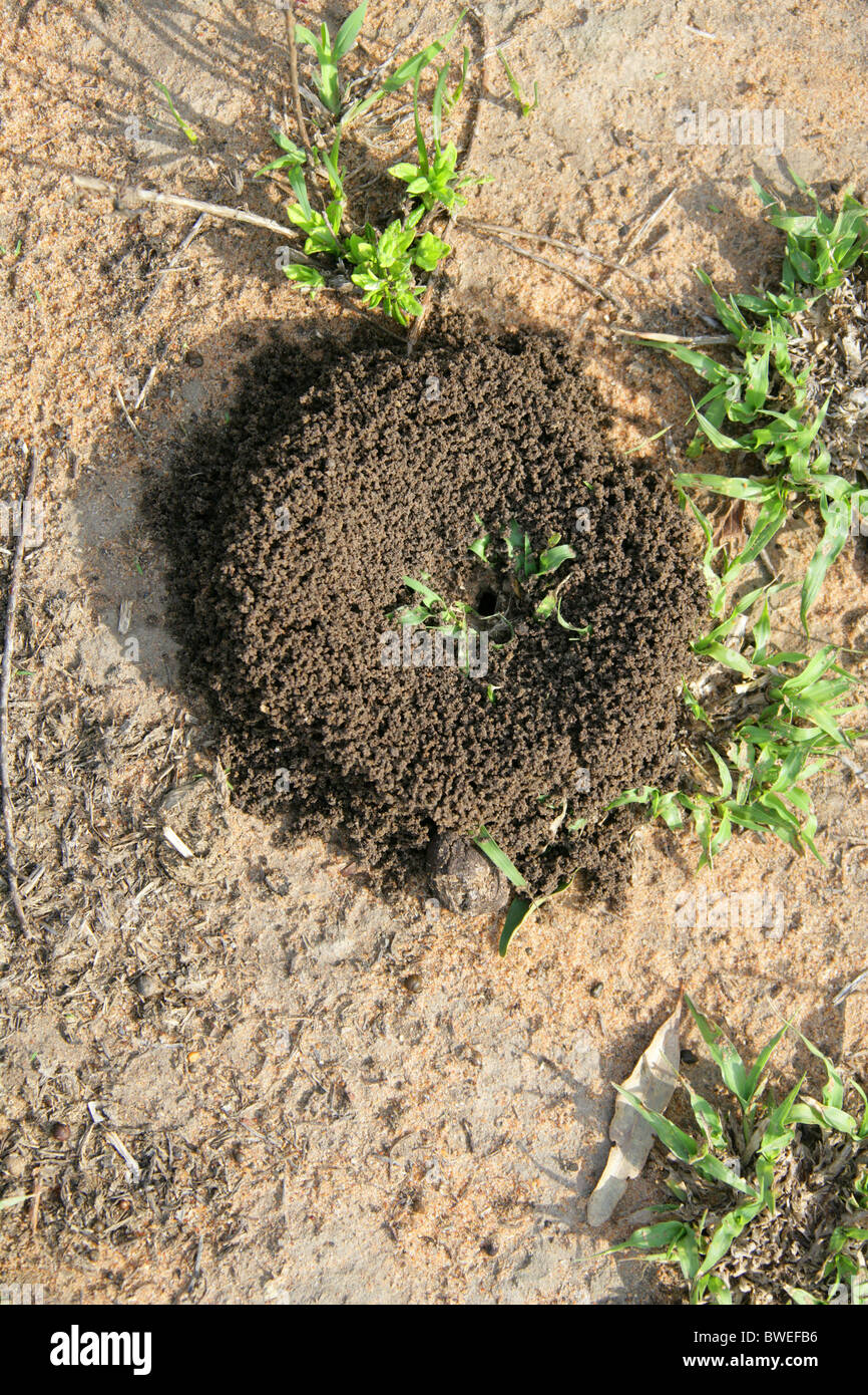 Chevêche sol nid de guêpe, Hluhluwe, Afrique du Sud Banque D'Images