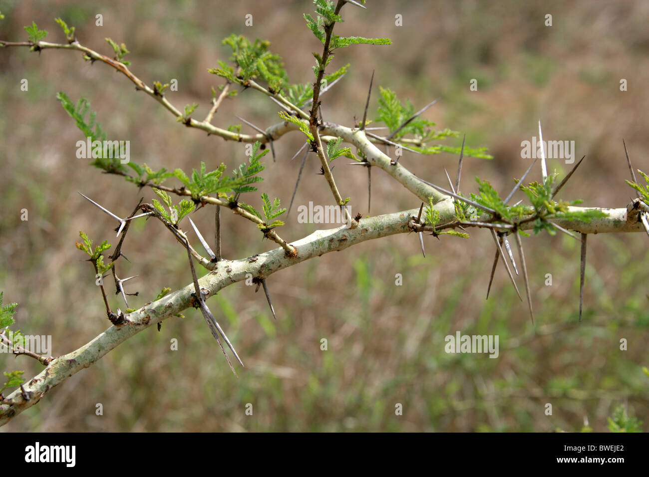 Fever Tree, Acacia xanthophloea, Fabaceae, Afrique du Sud. Close-up d'épines. Banque D'Images