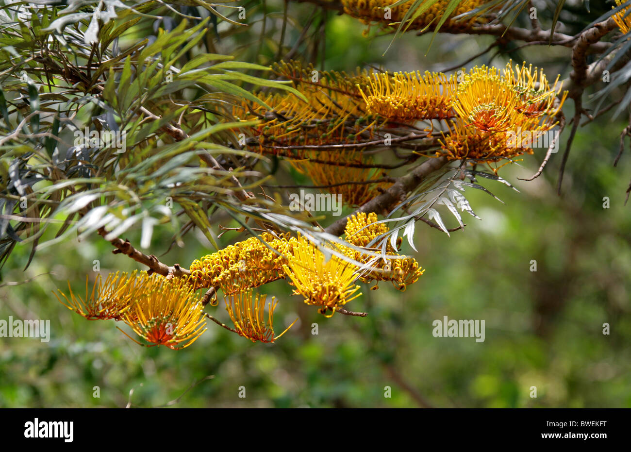 Le sud de chêne soyeux, soyeux, chêne ou chêne argenté d'Australie, Grevillea robusta, Proteaceae. Banque D'Images