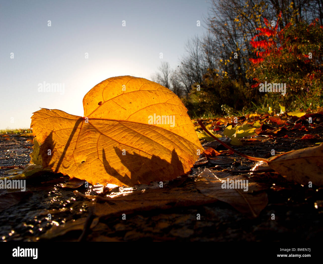 Lever du soleil à travers feuilles tombées en automne. Banque D'Images