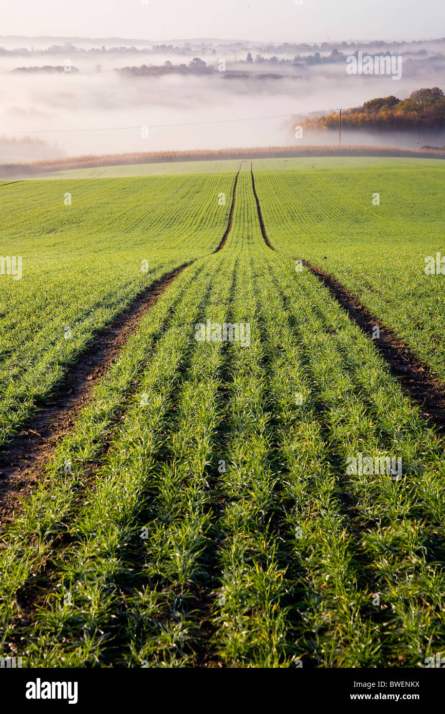 Matin brumeux Vue sur campagne du Kent avec champ récemment plantés de blé d'hiver dans la vallée de l'automne Kent UK Banque D'Images