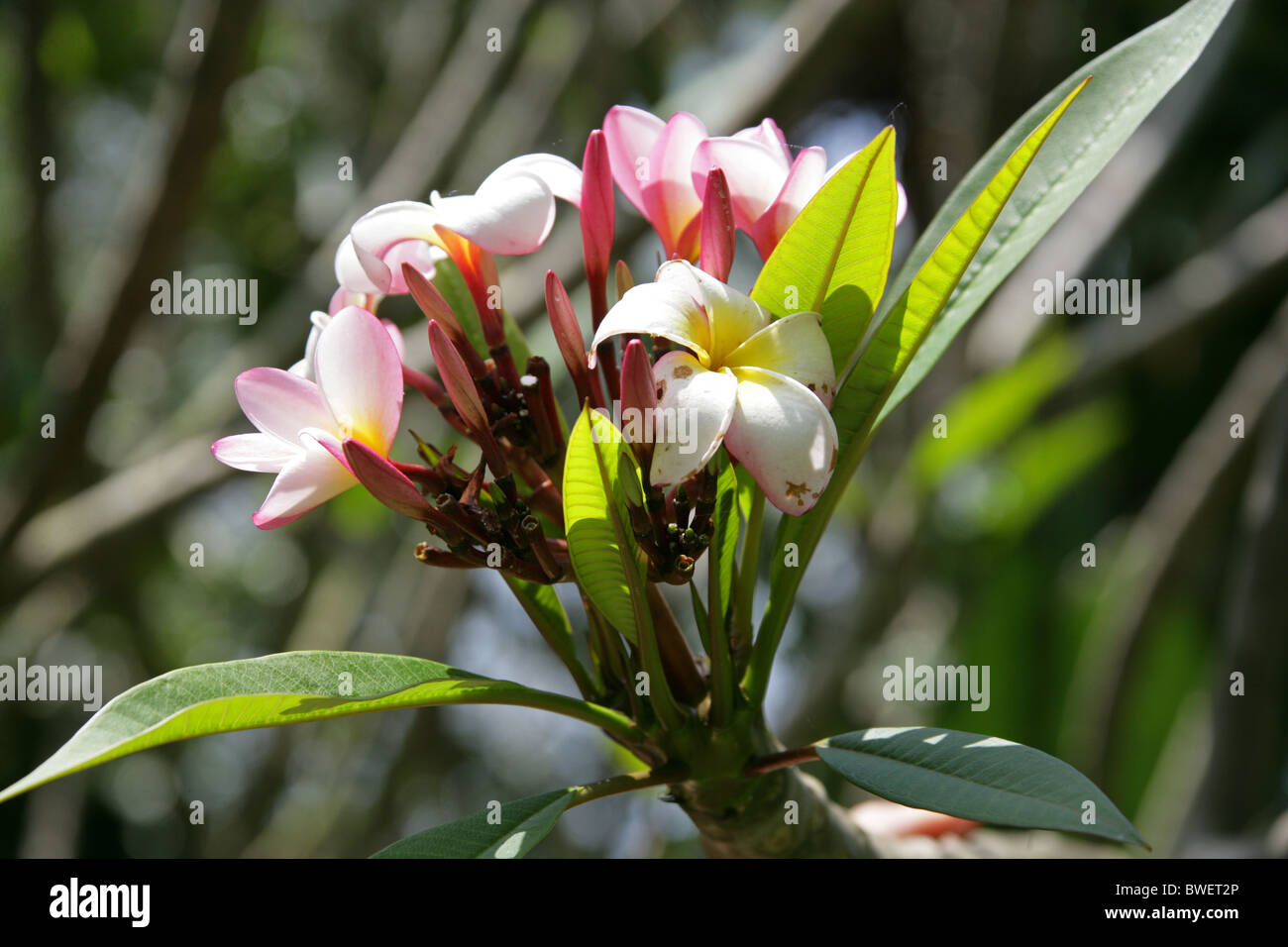 Frangipanier rouge commun, frangipanier, Temple Tree, Plumeria rubra,  Apocynaceae. Arbuste à fleurs rose et blanc, Afrique du Sud Photo Stock -  Alamy