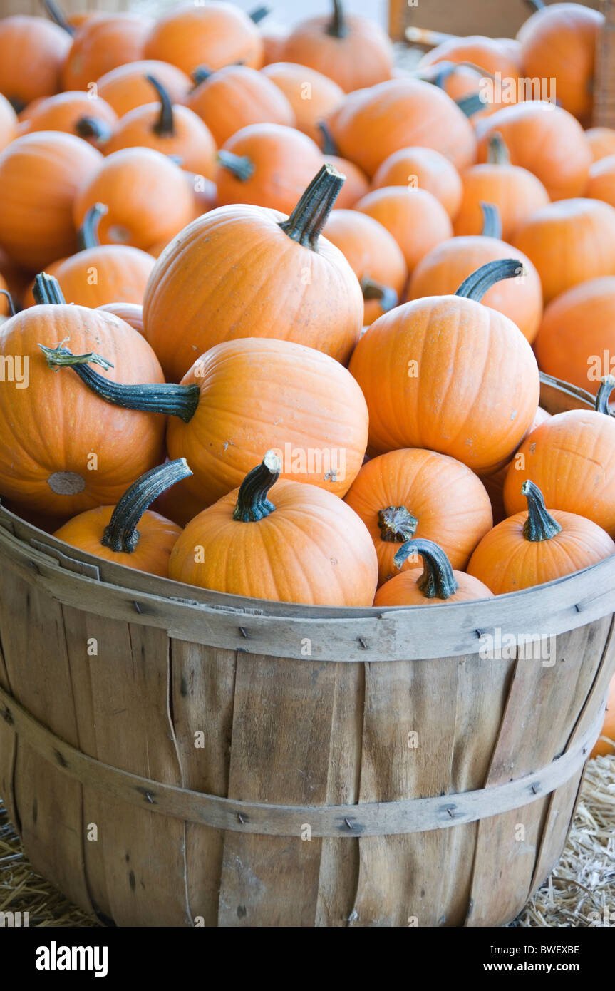 Les citrouilles miniatures sont entassés dans des paniers à un marché fermier local. Banque D'Images