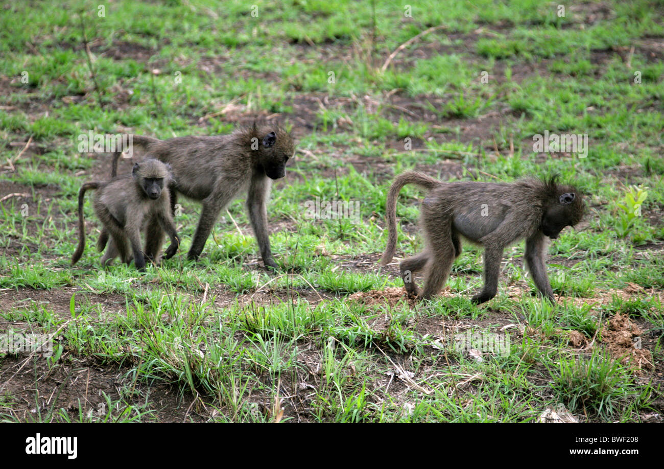 Des babouins Chacma du cap, Papio ursinus Passereau, ursinus. Hluhluwe Imfolozi Game Reserve, Kwazulu Natal, Afrique du Sud. Banque D'Images