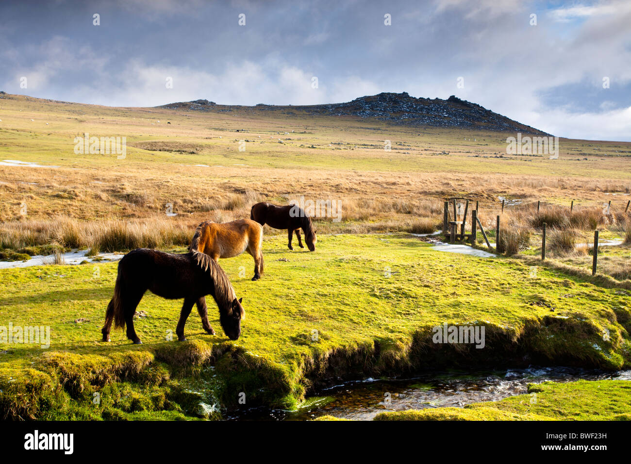 Chevaux sur Bodmin Moor with rough Tor dans l'arrière-plan. Banque D'Images
