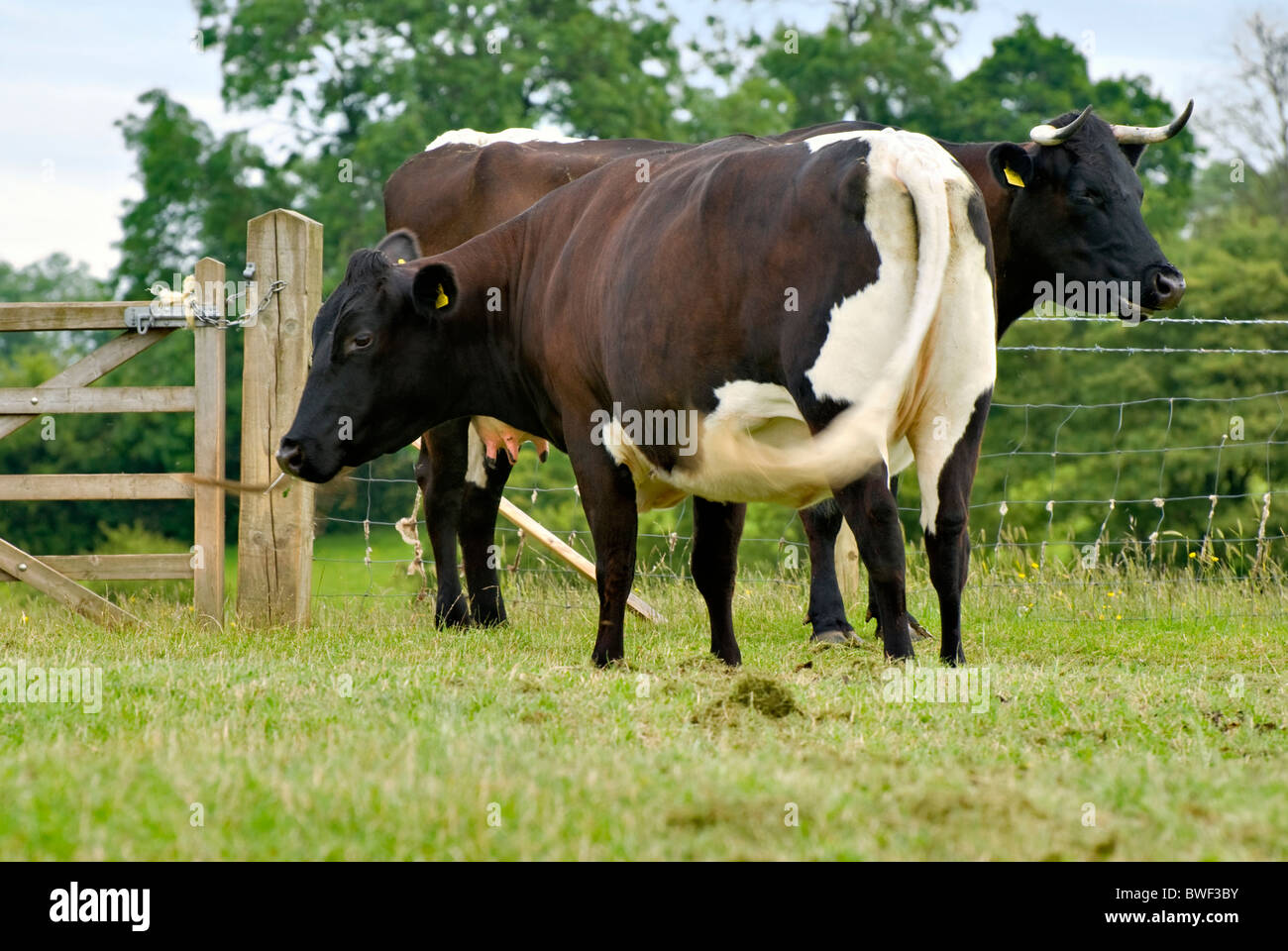 Les vaches Gloucester in grassy field sur journée ensoleillée Banque D'Images