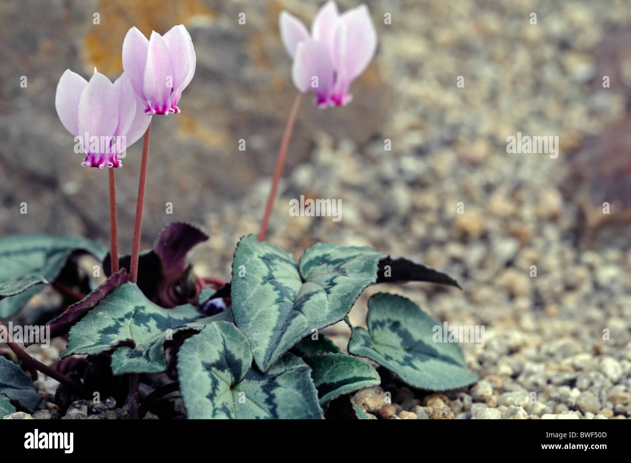 Hederifolium Cyclamen Fleurs Rose Fleur Jardin Jardinage