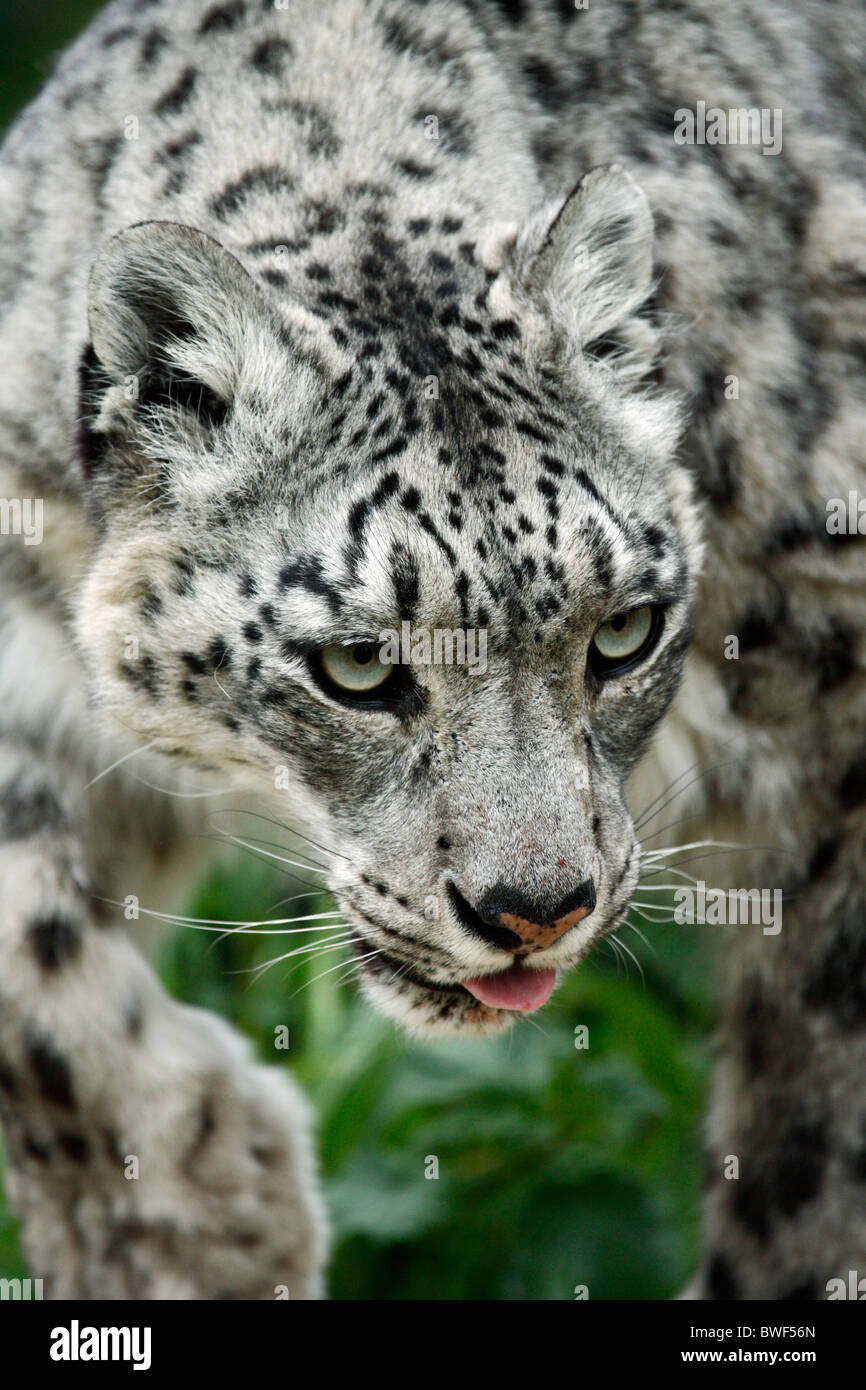 Snow Leopard aller de l'avant, la tête et les épaules. Banque D'Images