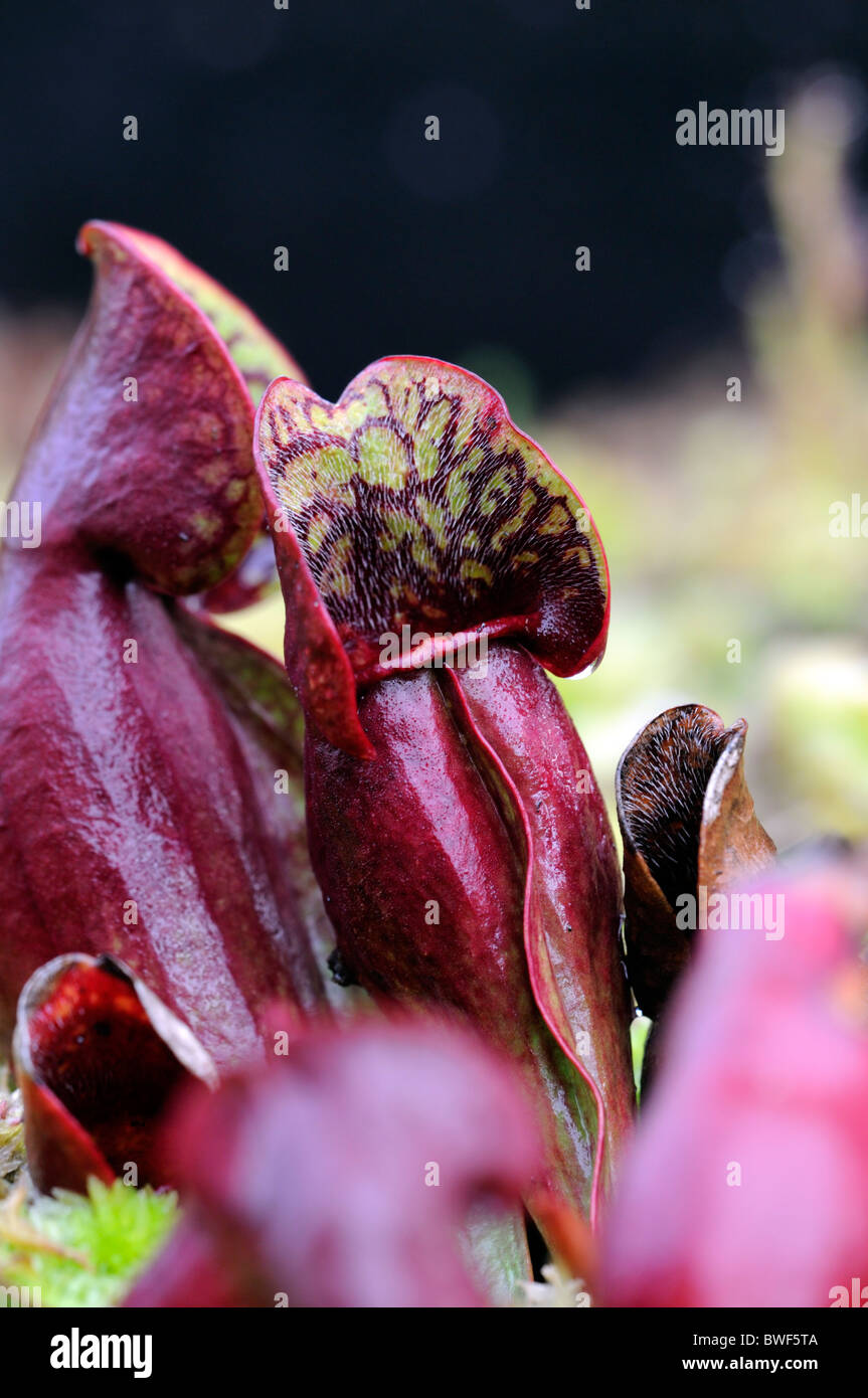 Saracenia purpurea subsp purpureus piège à capuchon sarracénie pourpre espèces carnivores fleurs selle latérale Banque D'Images