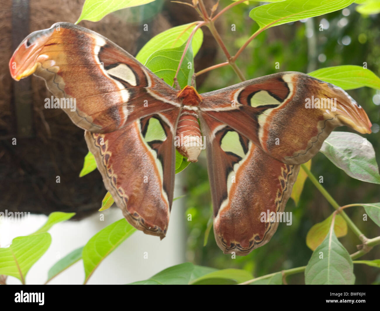 La plus grande espèce dans le monde l'Atlas Moth dans la Maison des Papillons à Key West Butterfly House dans les Florida Keys, Florida USA Banque D'Images