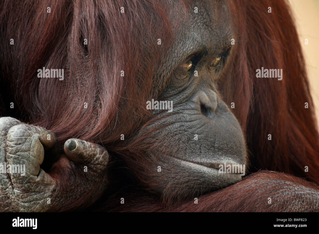 L'orang-outan femelle Banque D'Images