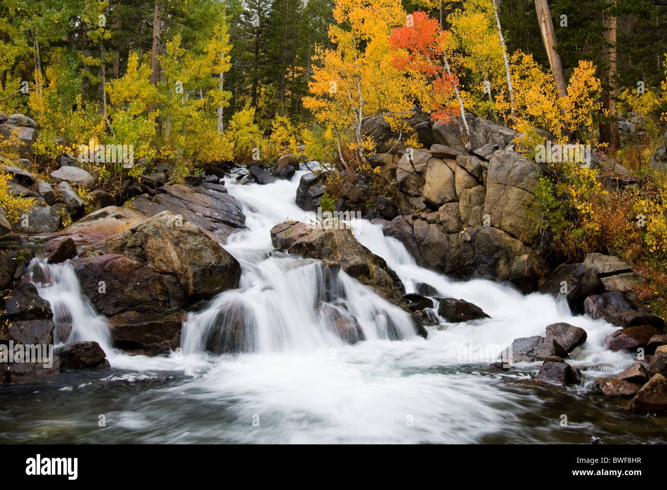 South Fork Bishop Creek avec couleur automne trembles Inyo National Forest Eastern Sierras Californie Banque D'Images