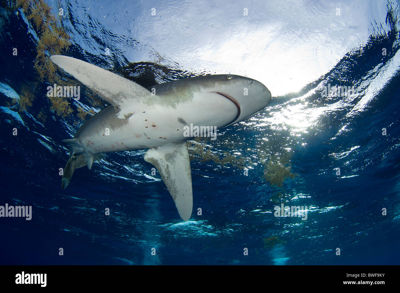 Requin à pointe blanche océanique Banque D'Images