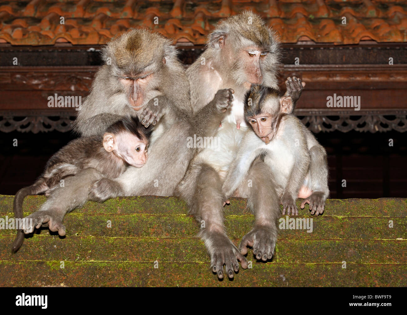 Deux femelles macaques à longue queue, ou de manger du crabe le macaque, Macaca fascicularis, toilettage leurs bébés Banque D'Images