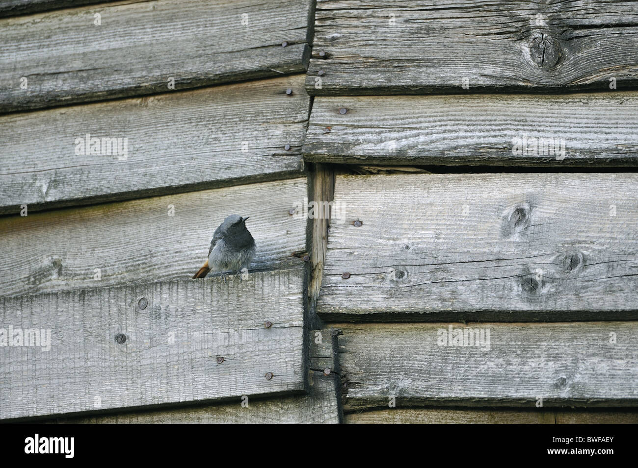 Rougequeue noir (Phoenicurus ochruros) mâle sur le mur d'une ancienne grange - Ardenne - Belgique Banque D'Images