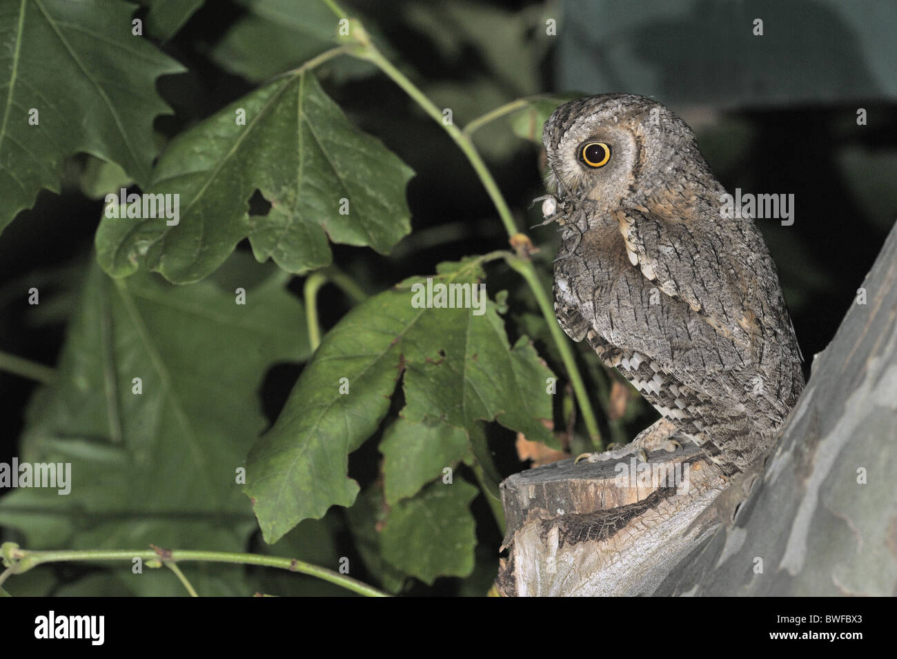 Scops owl - hibou scops eurasien - (Otus scops européenne scops) réunissant la proie pour nourrir ses poussins en attente dans un nichoir Banque D'Images