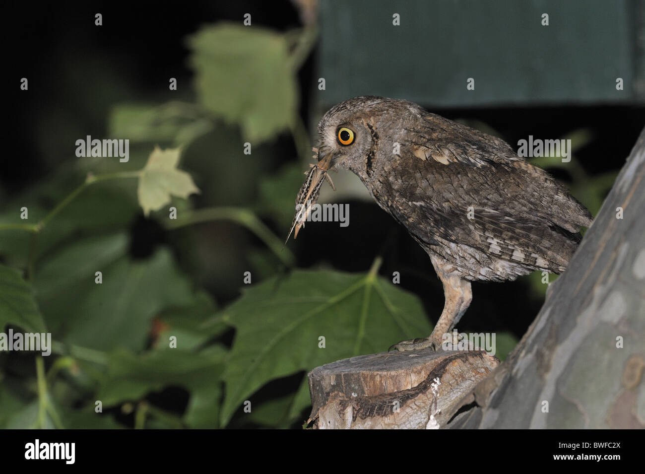 Scops owl - hibou scops eurasien - (Otus scops européenne scops) réunissant la proie pour nourrir ses poussins en attente dans un nichoir Banque D'Images