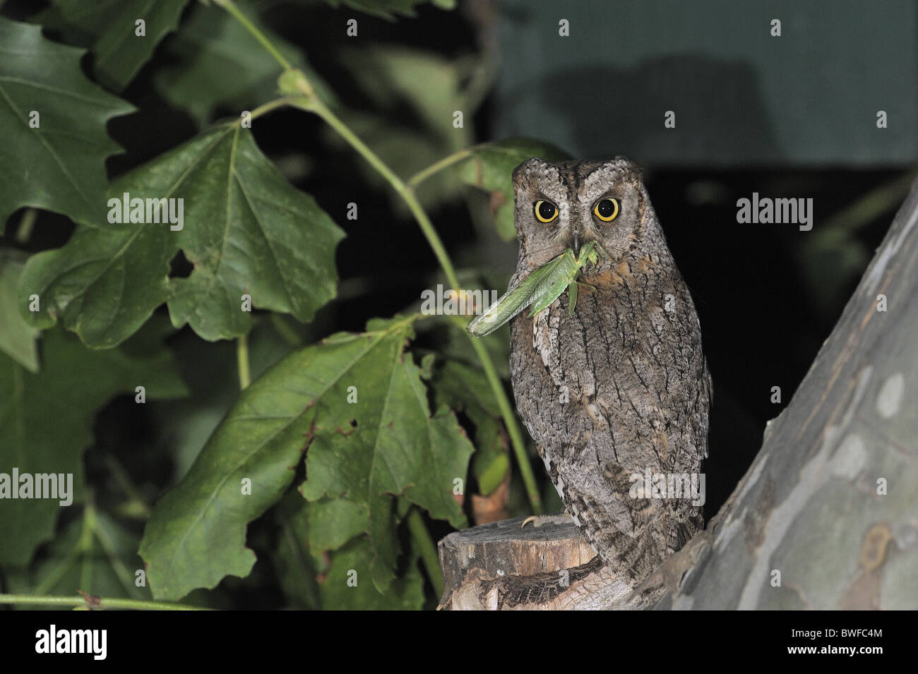 Scops owl - hibou scops eurasien - (Otus scops européenne scops) réunissant la proie pour nourrir ses poussins en attente dans un nichoir Banque D'Images