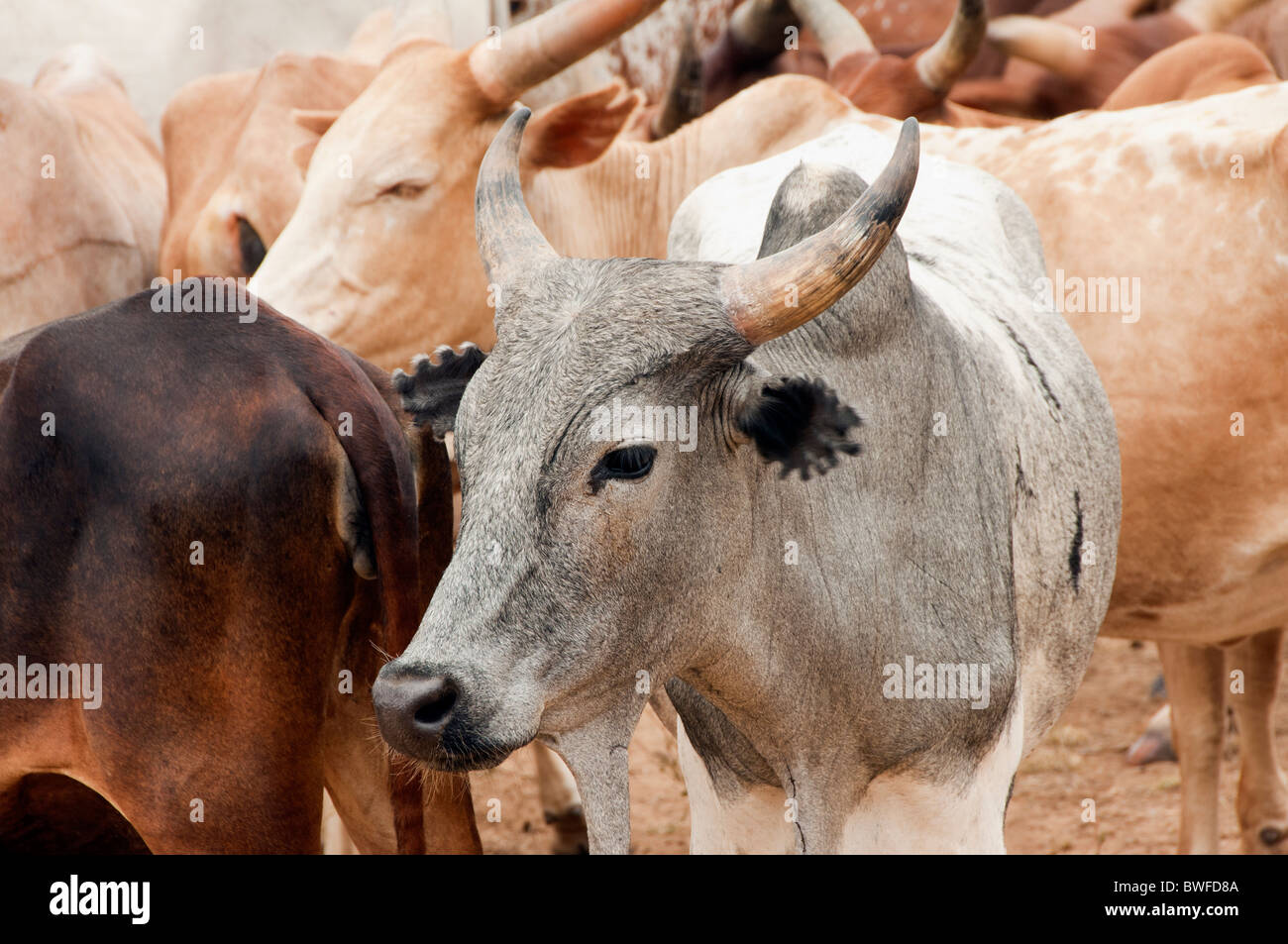 Karo, troupeau de vaches, les gens de la vallée de la rivière Omo, dans le sud de l'Éthiopie Banque D'Images