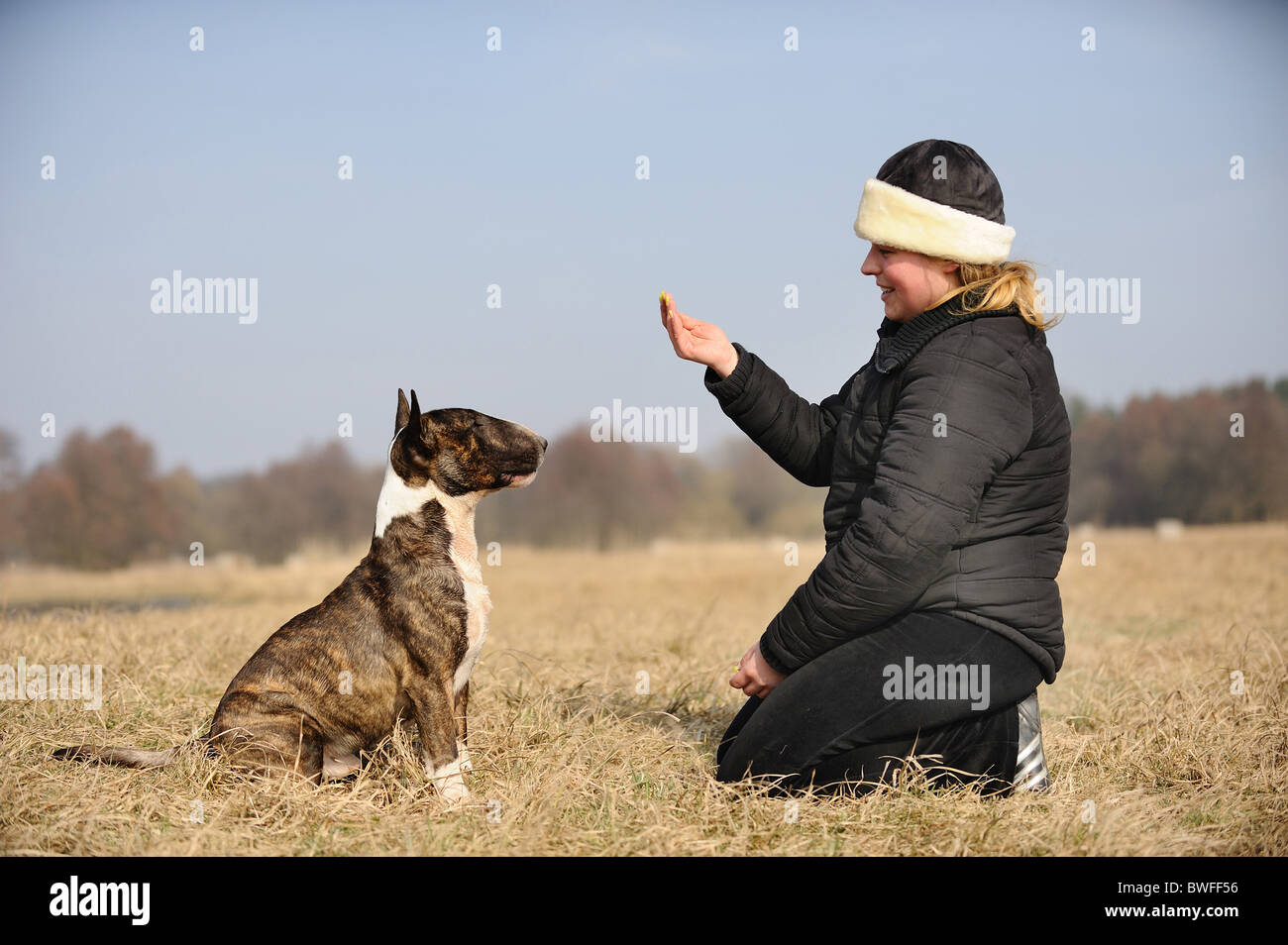 Miniature Bullterrier assis Banque D'Images